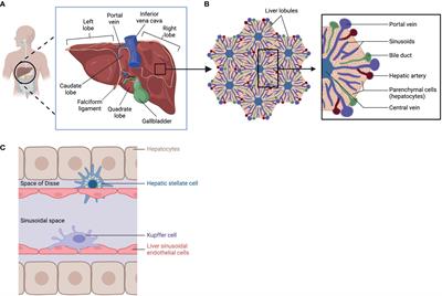 Macrophages and the development and progression of non-alcoholic fatty liver disease